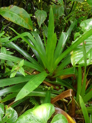 Tillandsioideae