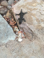 Hemidactylus leschenaultii