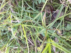 Ranunculus auricomus