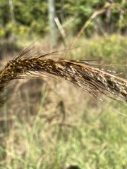 Sorghastrum elliottii