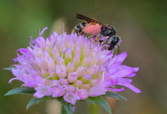 Andrena hattorfiana