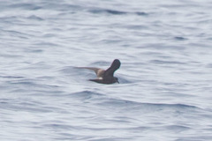 Hydrobates leucorhous