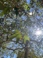 Platanus racemosa
