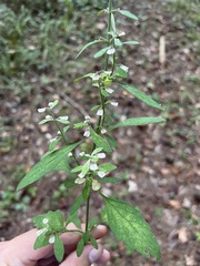 Scutellaria integrifolia
