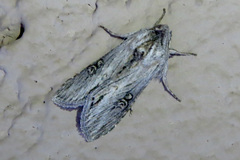Cucullia antipoda