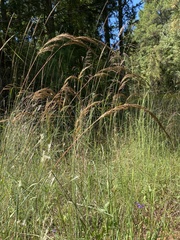 Sorghastrum elliottii