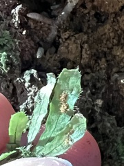 Notogrammitis ciliata