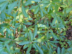 Exobasidium decolorans