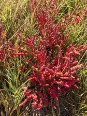 Salicornia rubra