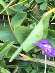 Viola hirta