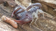 Euscorpius flavicaudis