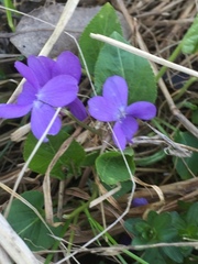 Viola hirta