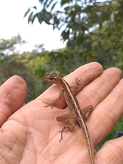 Anolis granuliceps