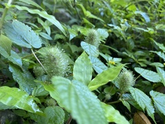 Acalypha alopecuroidea