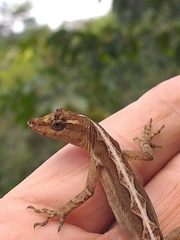 Anolis granuliceps
