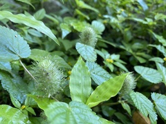 Acalypha alopecuroidea