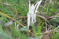 Clavaria