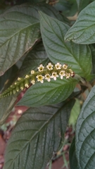 Heliotropium tiaridioides