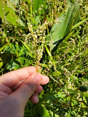 Persicaria hydropiperoides