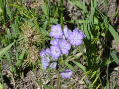 Phacelia linearis