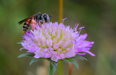 Andrena hattorfiana