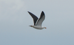 Larus pacificus