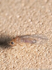 Hemipsocus chloroticus