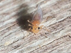Hemipsocus chloroticus