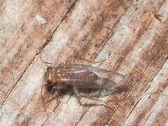 Hemipsocus chloroticus