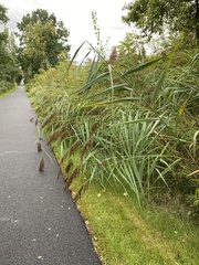 Phragmites