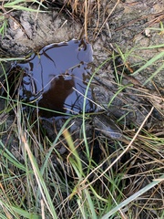 Lethocerus americanus