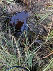 Lethocerus americanus