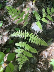 Pteridium aquilinum latiusculum