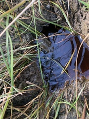 Lethocerus americanus