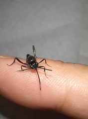 Evania appendigaster