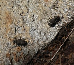 Cicindela duodecimguttata