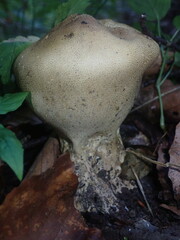 Scleroderma verrucosum