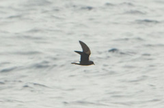 Hydrobates leucorhous