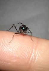 Evania appendigaster