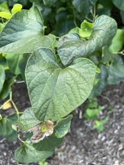 Aristolochia clematitis