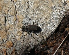 Cicindela duodecimguttata