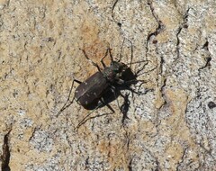 Cicindela duodecimguttata