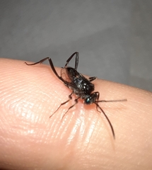 Evania appendigaster