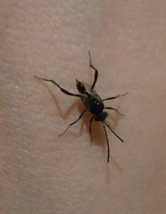 Evania appendigaster