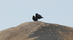 Haematopus fuliginosus
