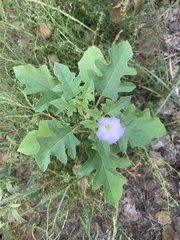 Datura quercifolia