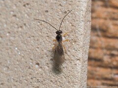 Ichneumonoidea