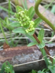 Cruciata laevipes