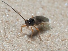 Ichneumonoidea