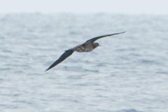 Sula leucogaster brewsteri